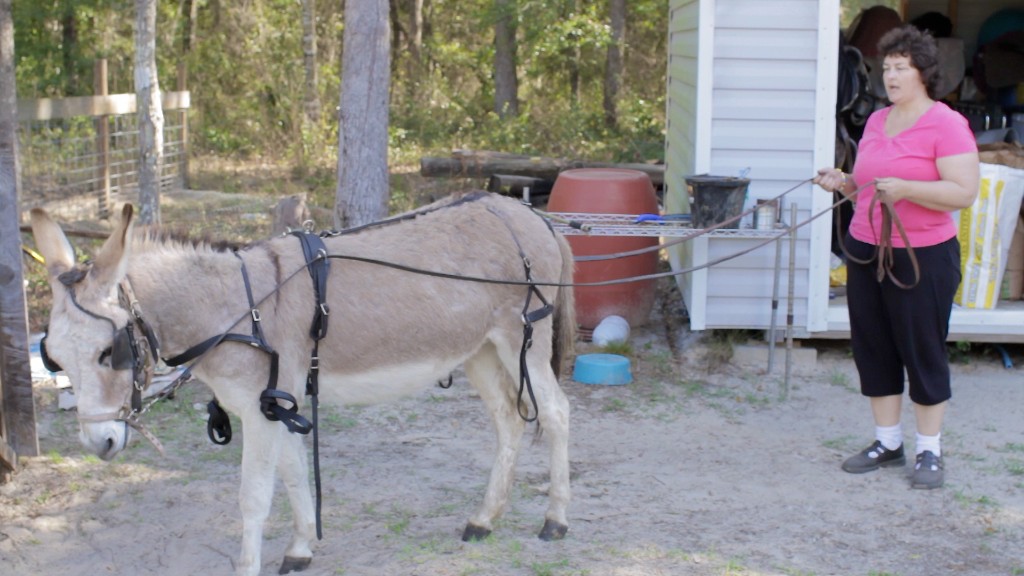 Donkey Cart Training