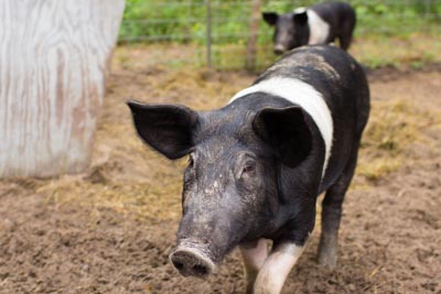 Raising Hampshire Pigs For Meat — Before & After