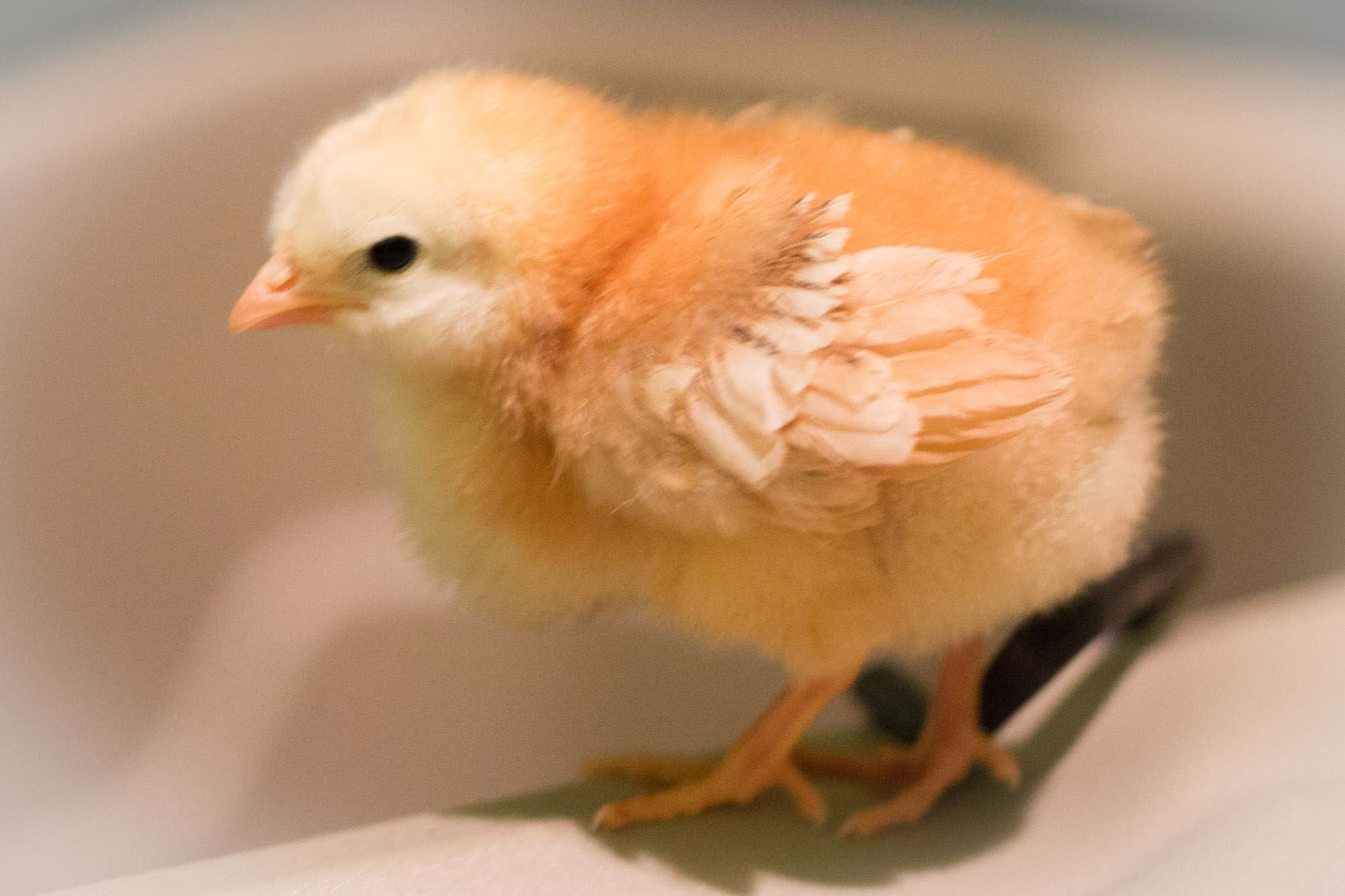 How to Care For Baby Chicks