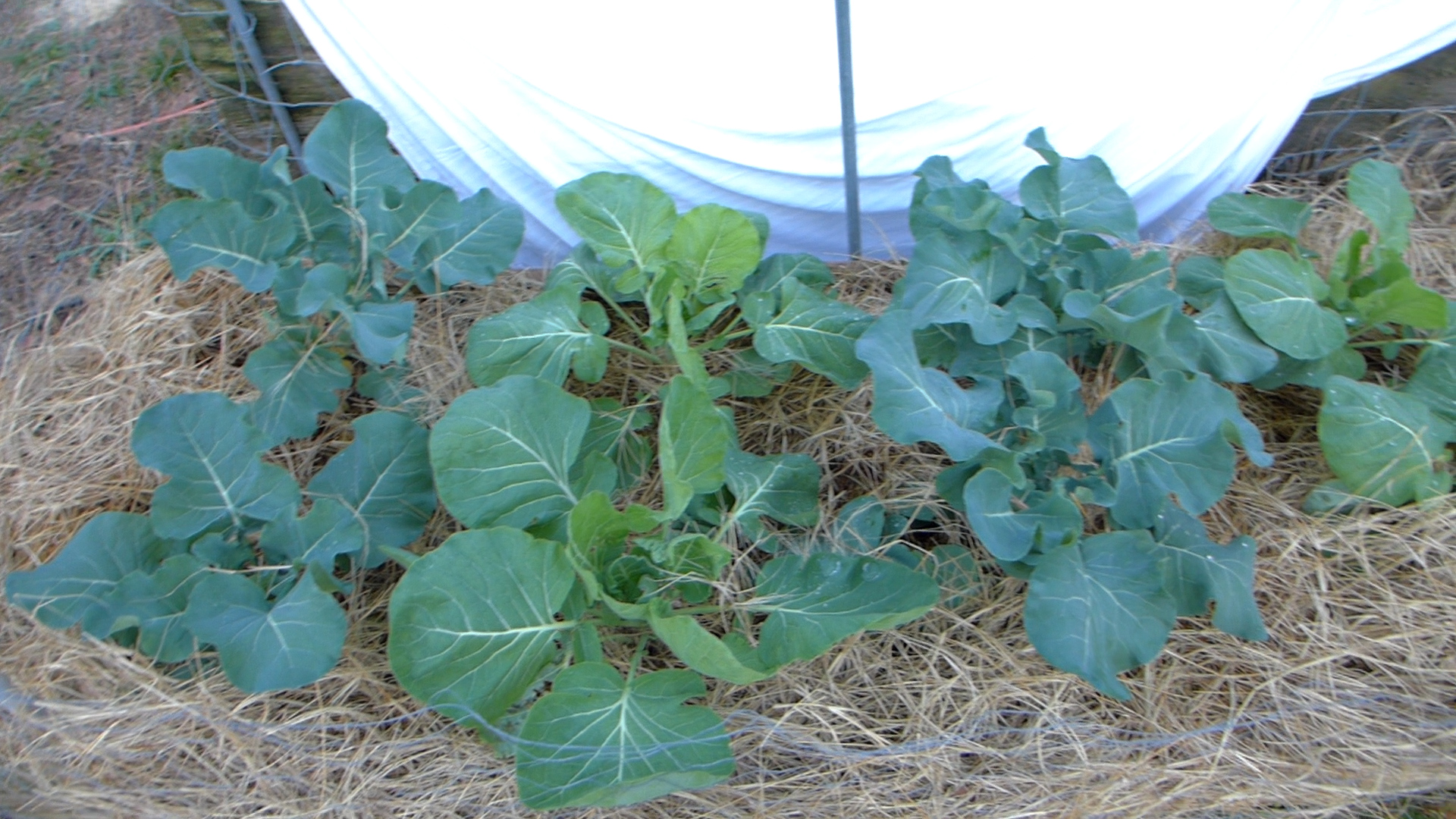 Growing Vegetables in Winter: Brussel Sprouts & Broccoli