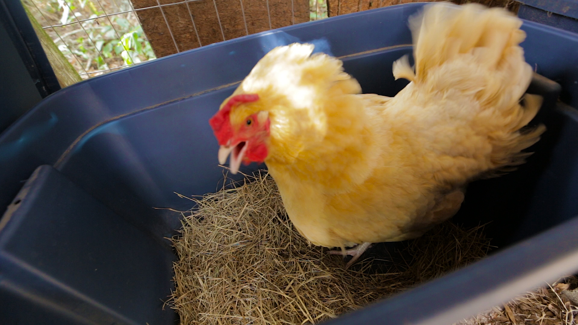Raising Chickens For Eggs