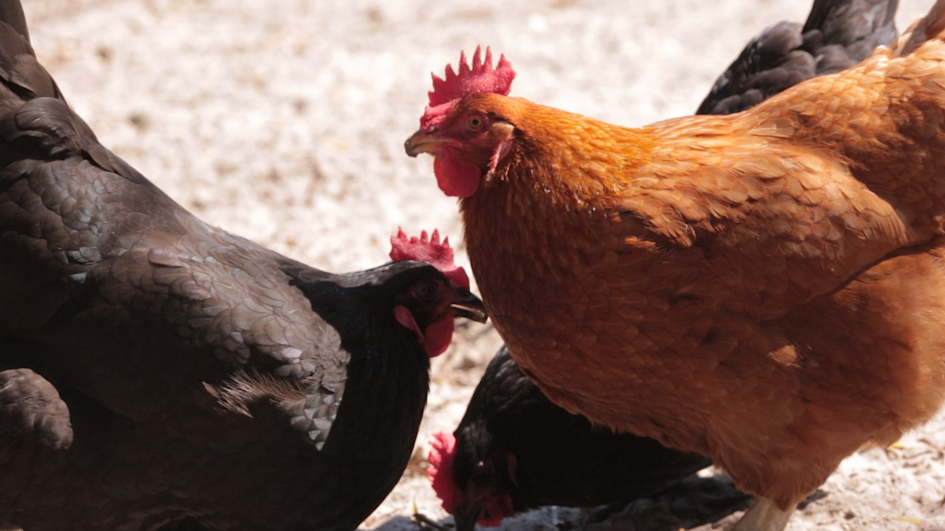 Mistakes To Avoid When Raising Chickens