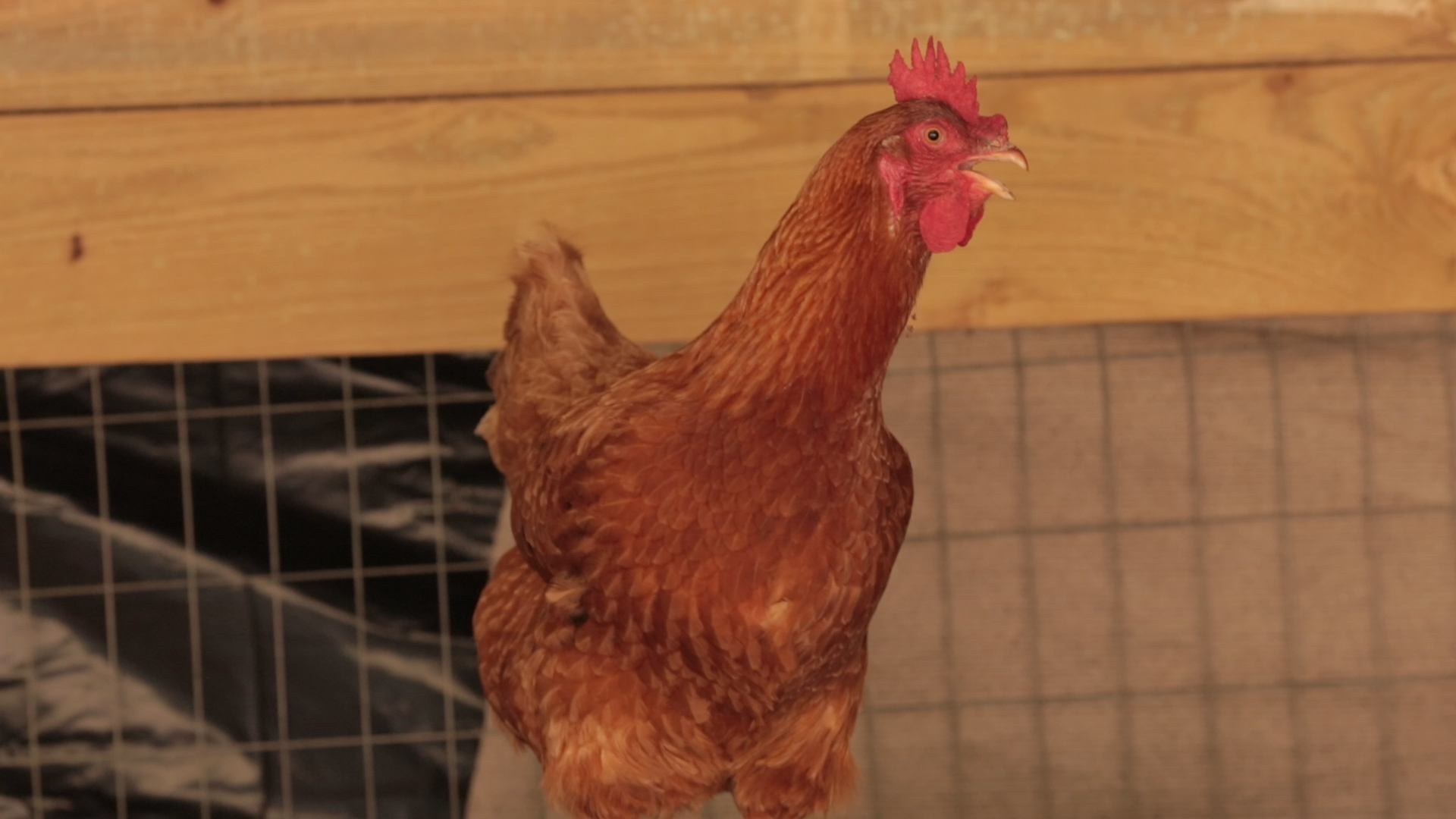 How to tell if your chickens have worms and what to do about it.
