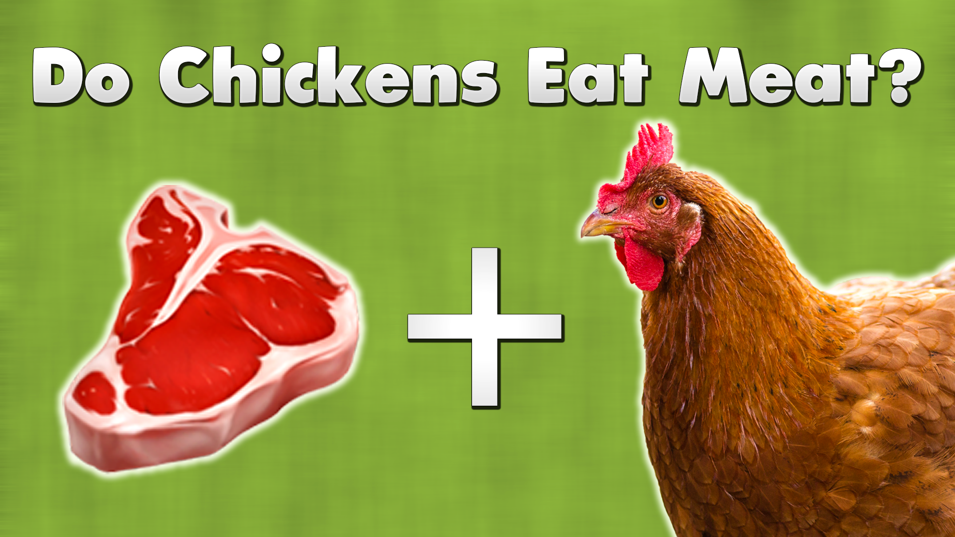 Do chickens eat meat?