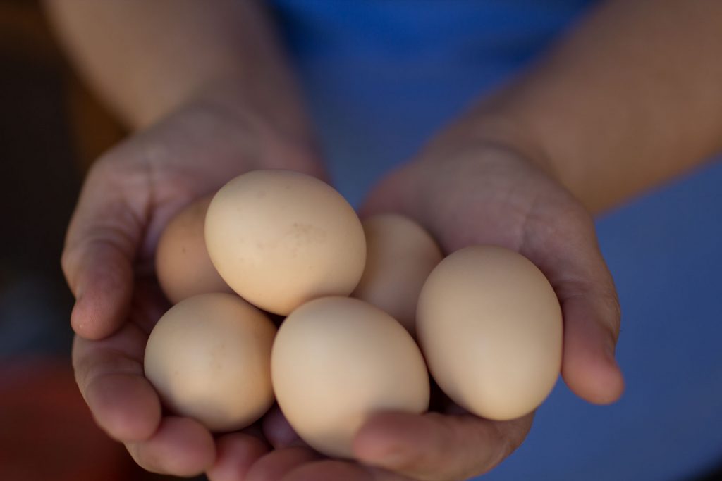 Do chickens eat meat? A handful of eggs.