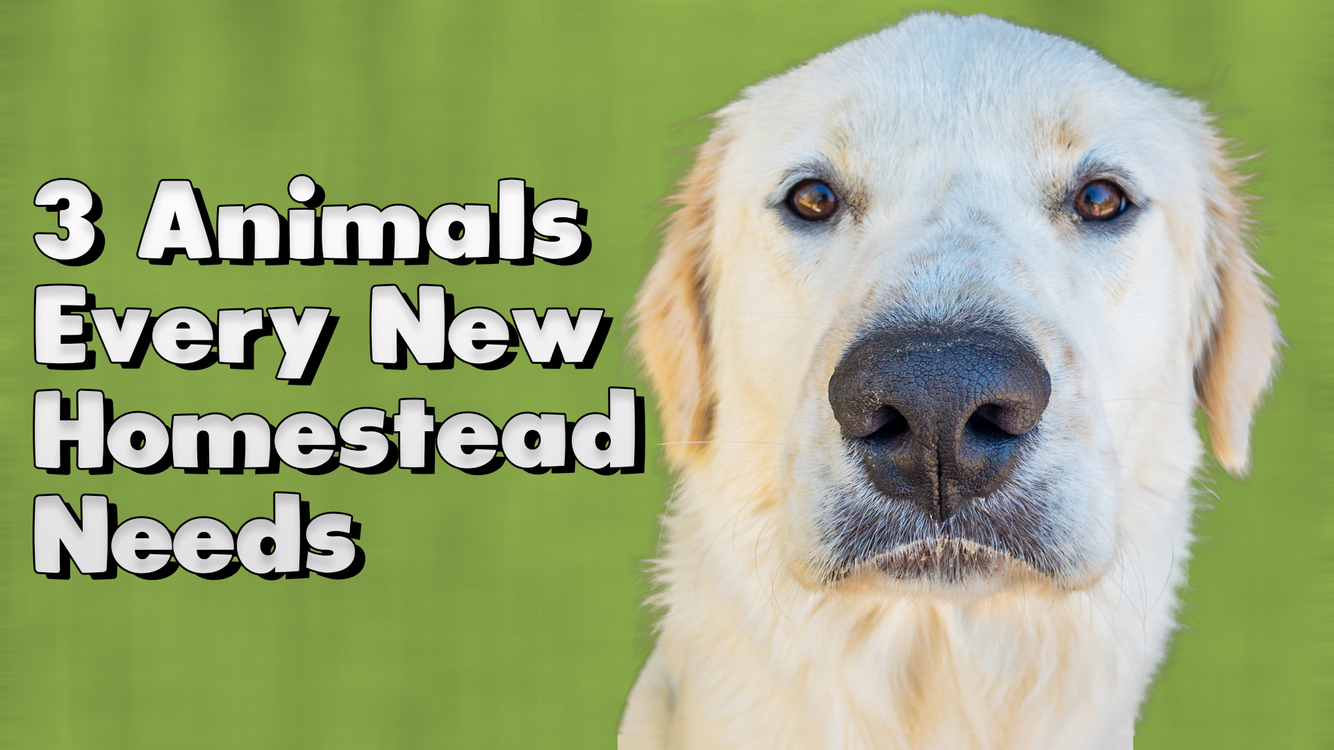 3 Animals Every New Homestead Needs