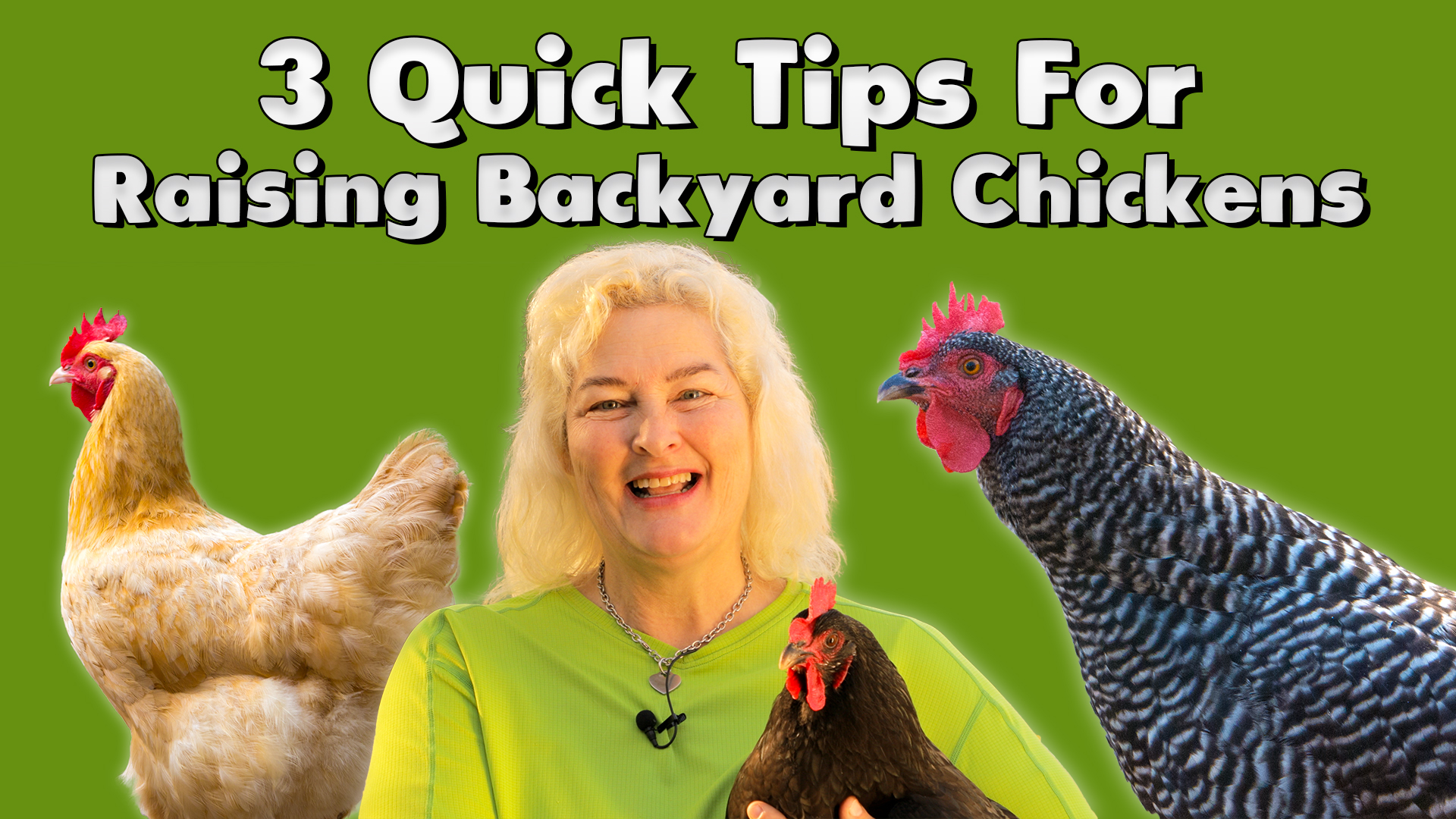 3 Quick Tips For Raising Backyard Chickens