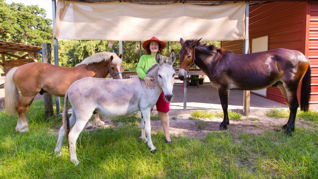 Ponies, Horses, Donkeys, & Mules: Everything you need to know.