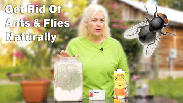 Natural Pest Control: How to get rid of ants & fruit flies