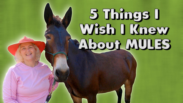 5 Things I Wish I Knew About Mules