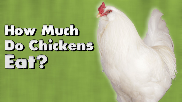 How Much Do Chickens Eat