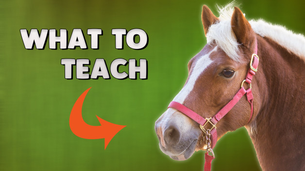 Horse Training: The FIRST 3 things EVERY horse needs to learn.