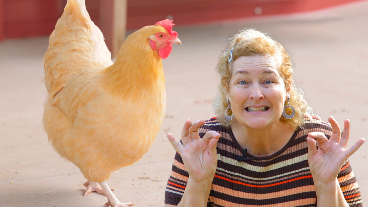 Chickens Becky's Homestead
