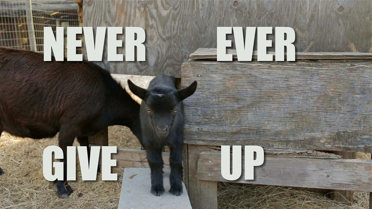 Goats Becky's Homestead